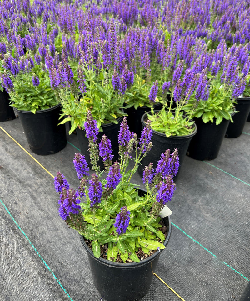 Salvia n. 'Marcus'® PP13322