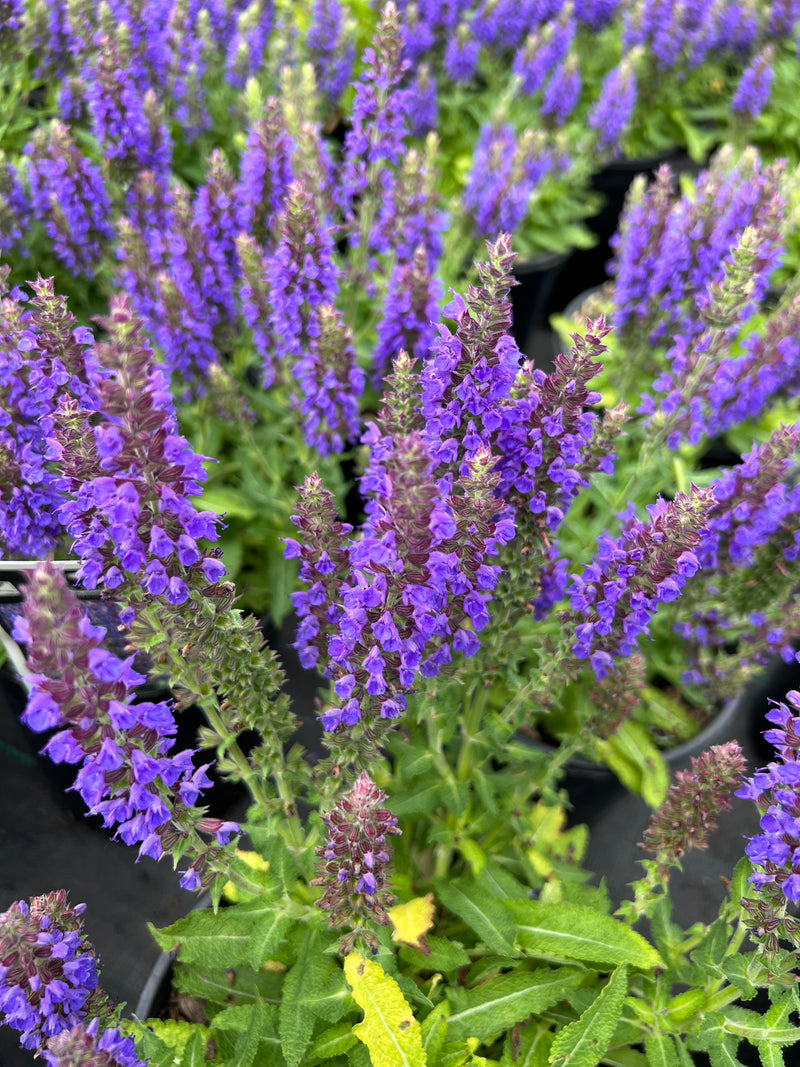 Salvia n. 'Marcus'® PP13322