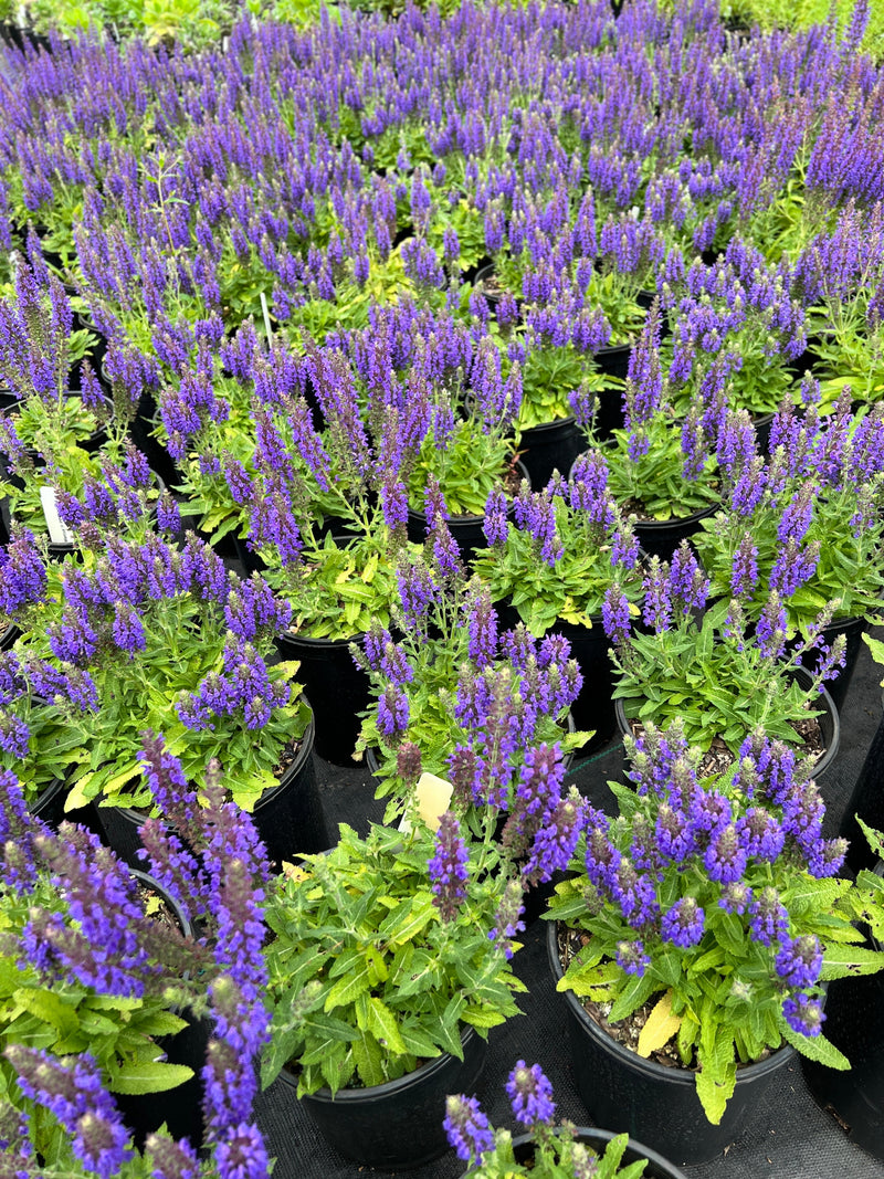 Salvia n. 'Marcus'® PP13322