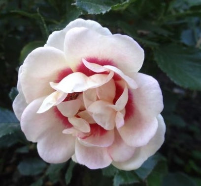 Rosa sb. EYECONIC® Lychee Lemonade PP26498 (cream/burgundy)