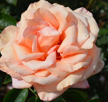 Rosa ht. 'Sunset Celebration' ™ PP9718 (amber)