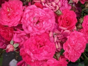 Rosa sb. 'Children's Hope' ™ (red) PPAF