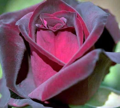 Rosa ht. 'Ink Spots' PP5855 (black/red)