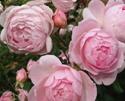 Rosa David Austin® 'Scepter'd Isle'®™ (soft pink)