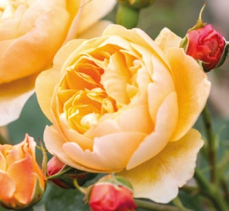Rosa David Austin® 'Roald Dahl' (Apricot)