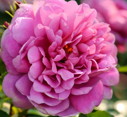 Rosa David Austin® 'Princess Anne'® (pink)