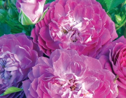 Rosa 'Easy Charmer™' (pink- purple)
