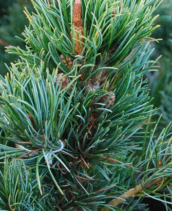 Pinus parviflora 'Glauca' (CG)