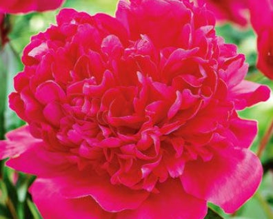 Paeonia lact. ‘Renato’ (double red)