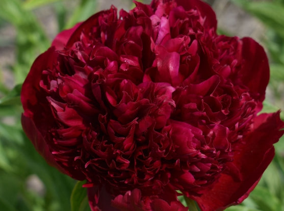 Paeonia lact. ‘Peter Brand’ (fragrant, double red)