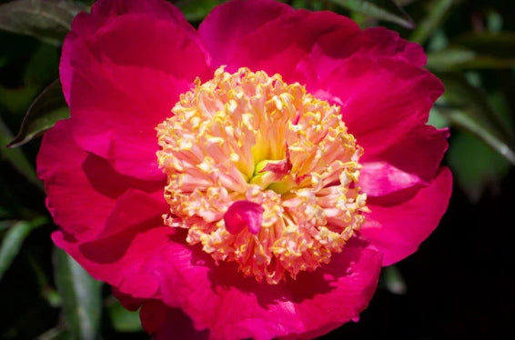 Paeonia lact. 'Winnifred Domme' (red)