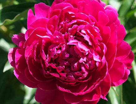 Paeonia lact. 'Pink Panther' (pink)
