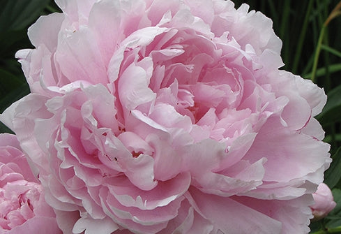 Paeonia lact. 'Pink Double' (double pink)
