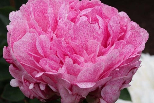 Paeonia lact. 'Pietertje Vriend Wagenaar' (pink)