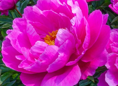 Paeonia lact. 'Nice Gal' (lavender-pink)