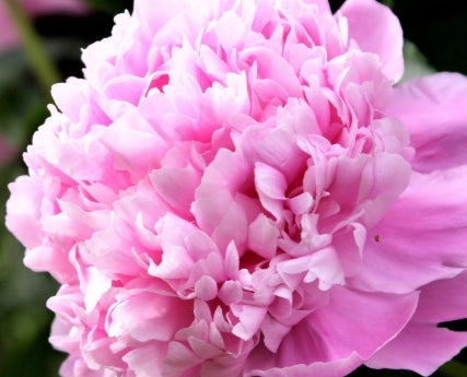 Paeonia lact. 'Monsieur Jules Elie' (double pink)