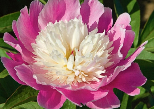 Paeonia lact. 'Cora Stubbs' (pink/cream)