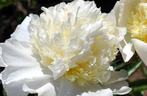 Paeonia lact. 'Charlies's White' (white)