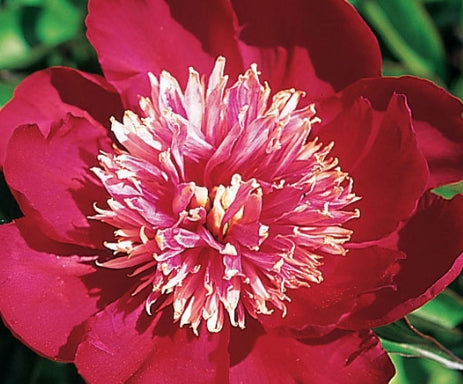 Paeonia lact. 'Charles Burgess' (red)