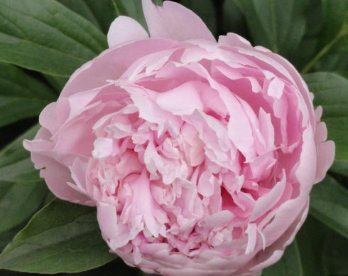 Paeonia lact. 'Bouchela' (pink)