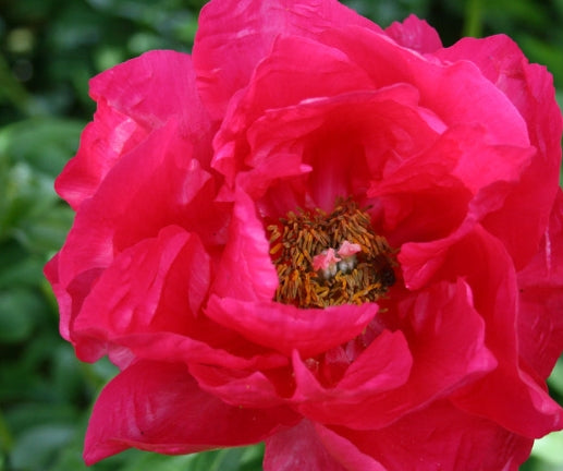 Paeonia 'Paula Fay' (dark pink)
