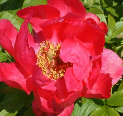 Paeonia 'Paladin' (red)
