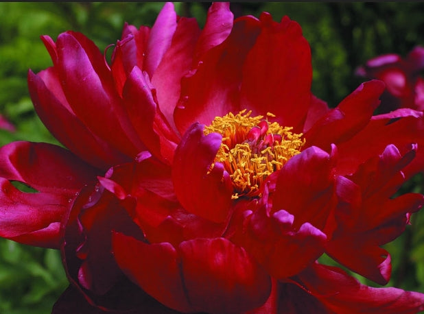Paeonia lact. 'Adolphe Rousseau' (double red)