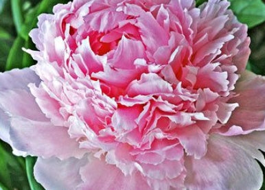 Paeonia 'Whopper' (pink)