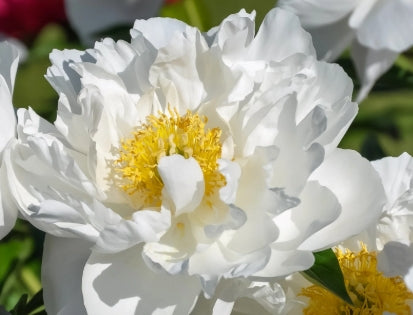Paeonia 'Krinkled White' (white)