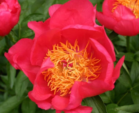 Paeonia 'Flame' (crimson)