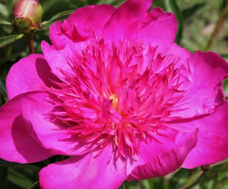 Paeonia 'Easy Lavender'