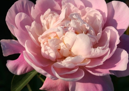 Paeonia 'Catharina Fontijn' (pink)