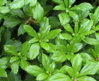 Pachysandra t. 'Green Carpet'