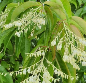 Oxydendrum arboreum (white)