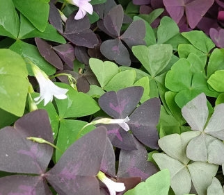 Oxalis MIx