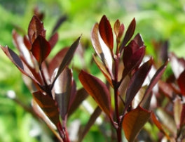 Osmanthus het. 'Purpureus'