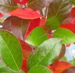 Nyssa sylvatica 'Green Gable' PP22951