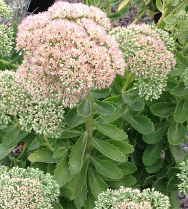 Sedum spectabile 'Autumn Joy'