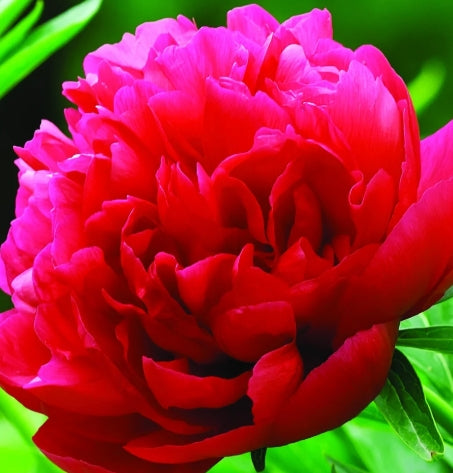 Paeonia lact. 'Lady in Red'