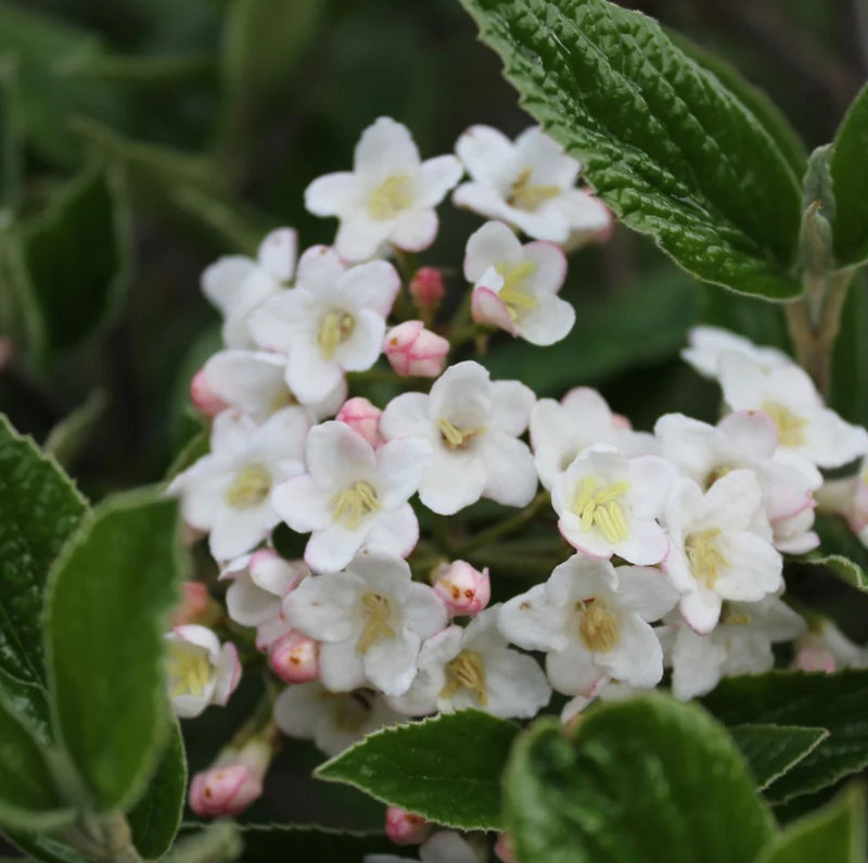 Viburnum burkwoodii
