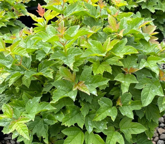 Viburnum opulus 'Nanum'