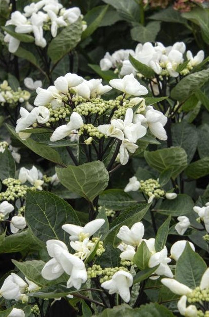 Hydrangea m. SEASIDE SERENADE® 'Glacier Bay' PP35126 (white)