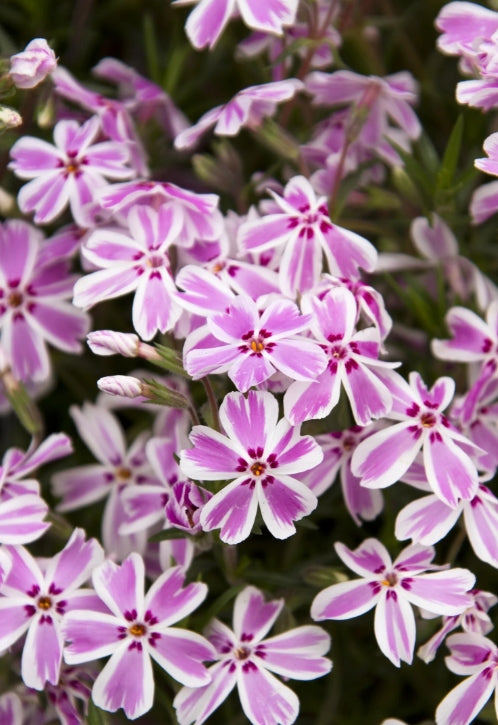 Phlox sub. 'Candy Stripes' (pink & white)