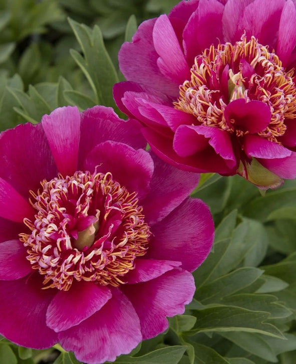 Paeonia 'Early Scout' (crimson)