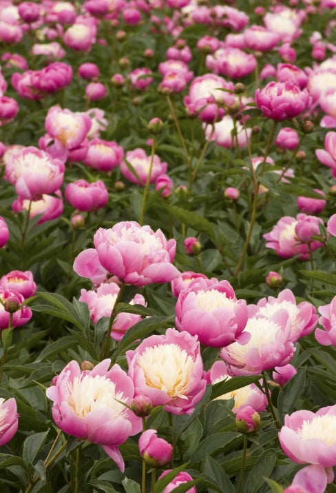 Paeonia lact. 'Bowl of Beauty' (pink)