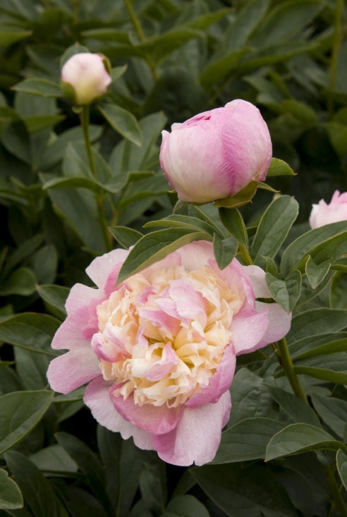 Paeonia x 'Raspberry Sundae' (pink & fragrant)