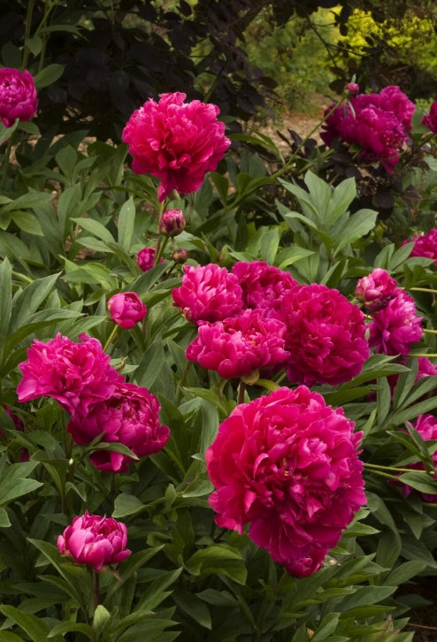 Paeonia lact. 'Karl Rosenfield' (red)