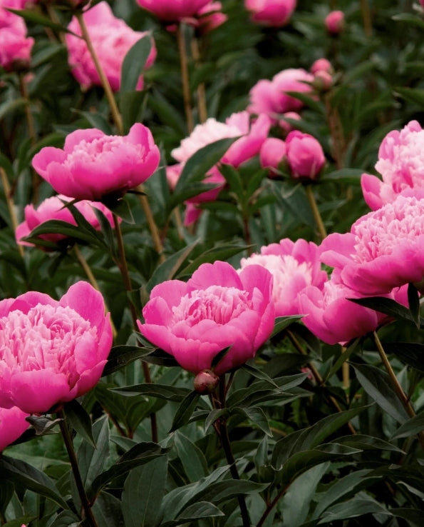 Paeonia lact. 'Madame Emile Debatene' (double pink)