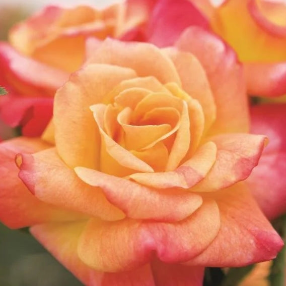 Rosa climb. 'Joseph's Coat' (red/multi)