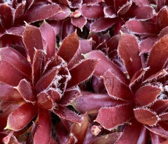 Sempervivum ‘Red Delta’